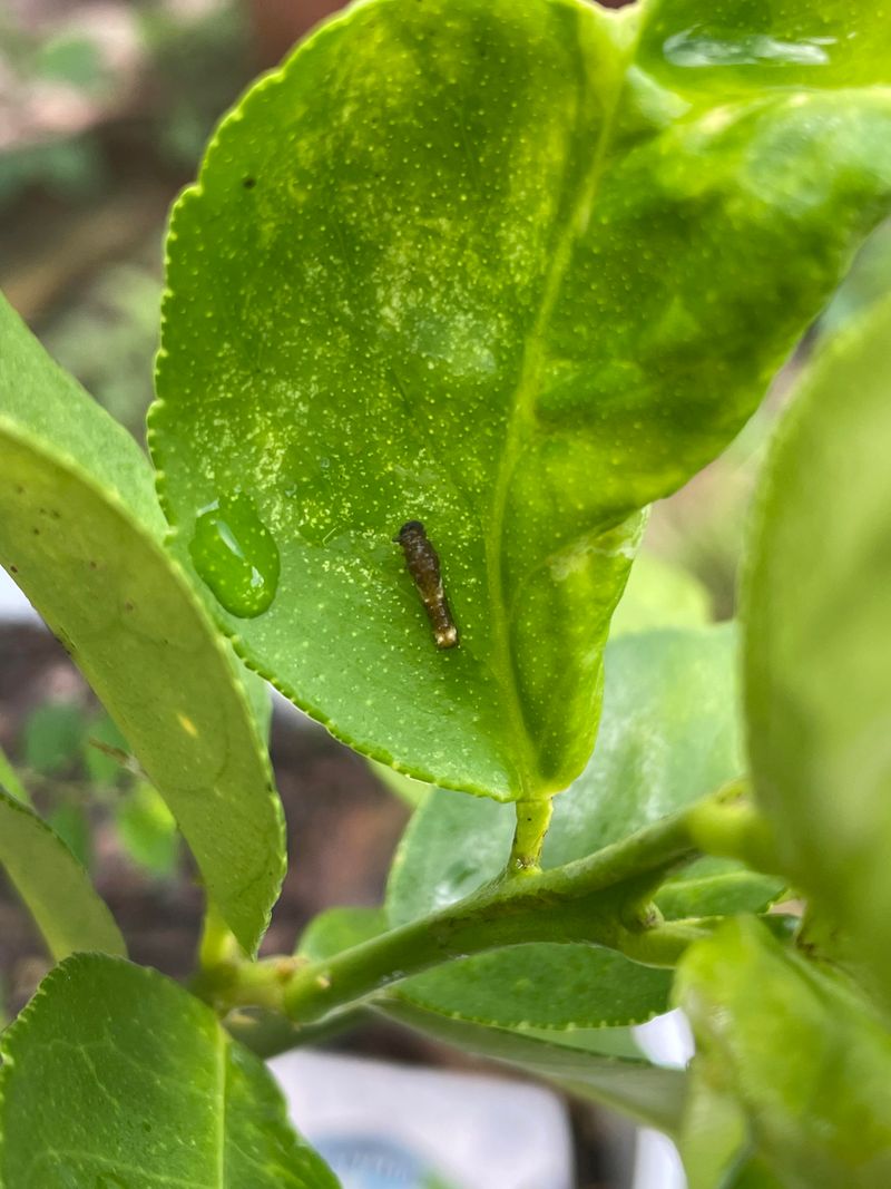 Citrus Thrips Scar Young Fruit And Leaves