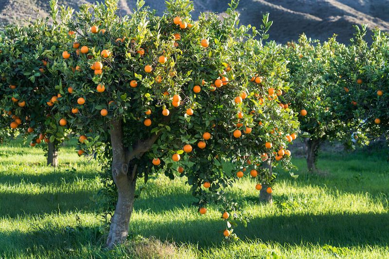 Citrus Tree