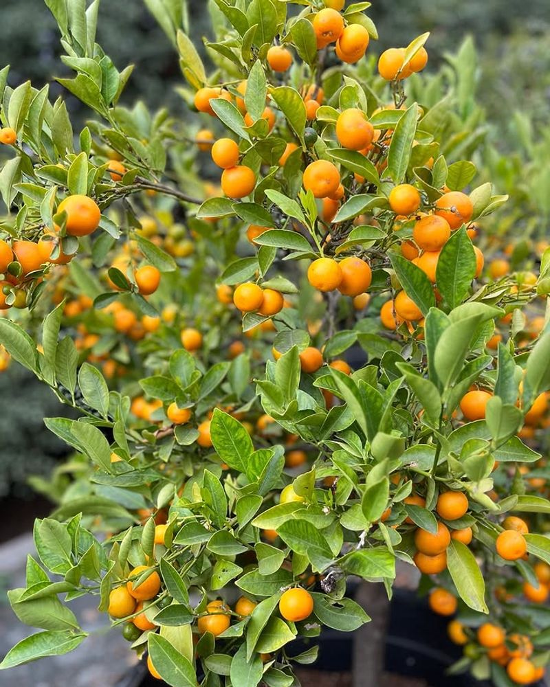 Citrus Trees Citrus Trees