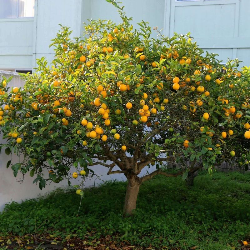 Citrus Trees Bring Big Appeal To Small California Yards