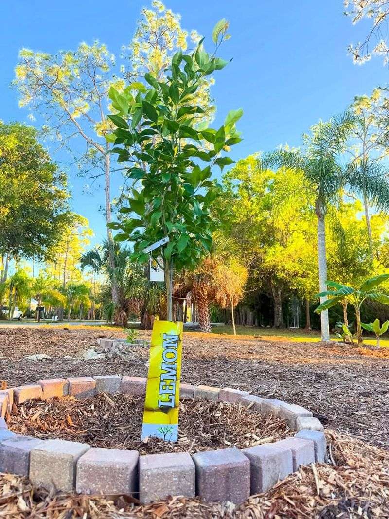 Citrus Trees Following Their Fertilizer Schedule