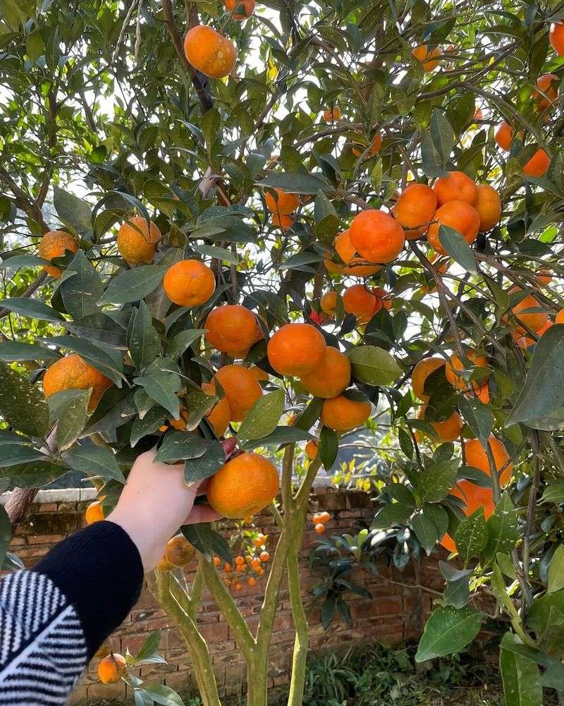 Citrus Trees Should Only Have Damaged Growth Removed