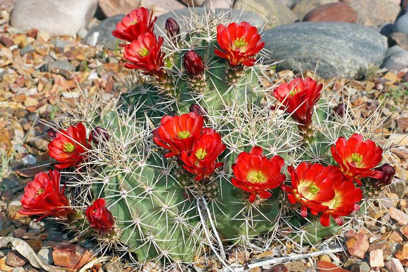 Claret Cup Cactus (Echinocereus Triglochidiatus)