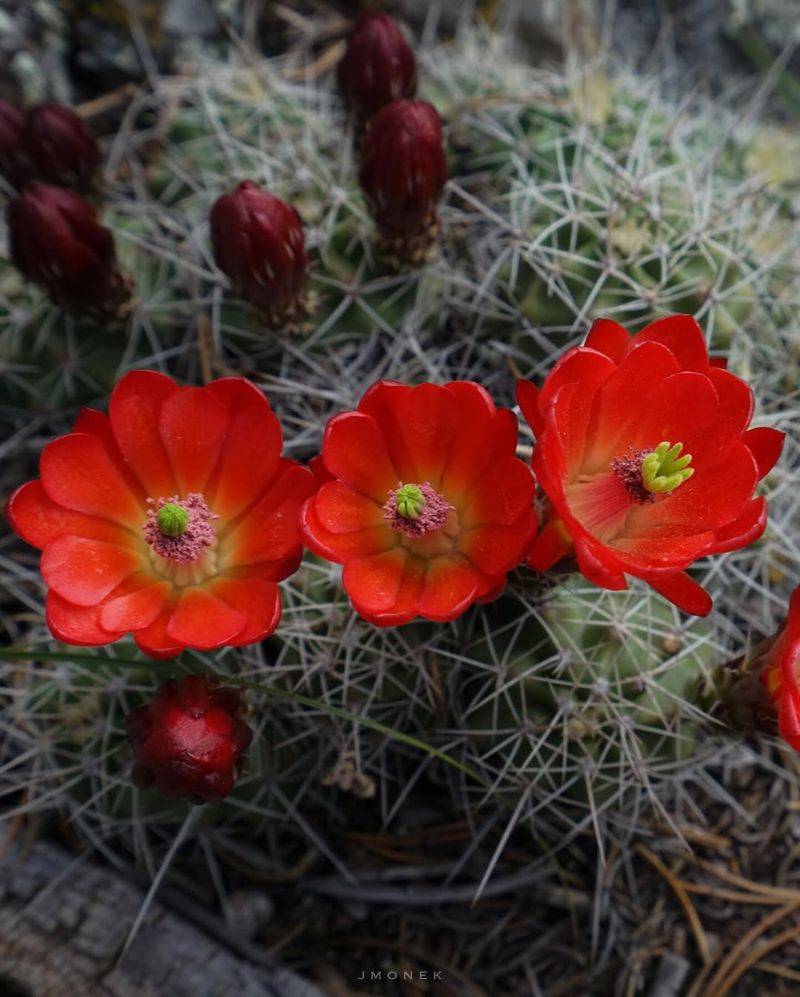 Claret Cup Cactus
