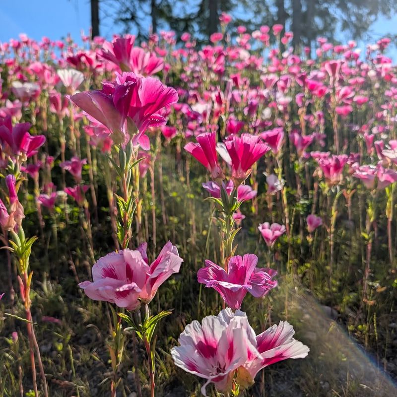 Clarkia Clarkia