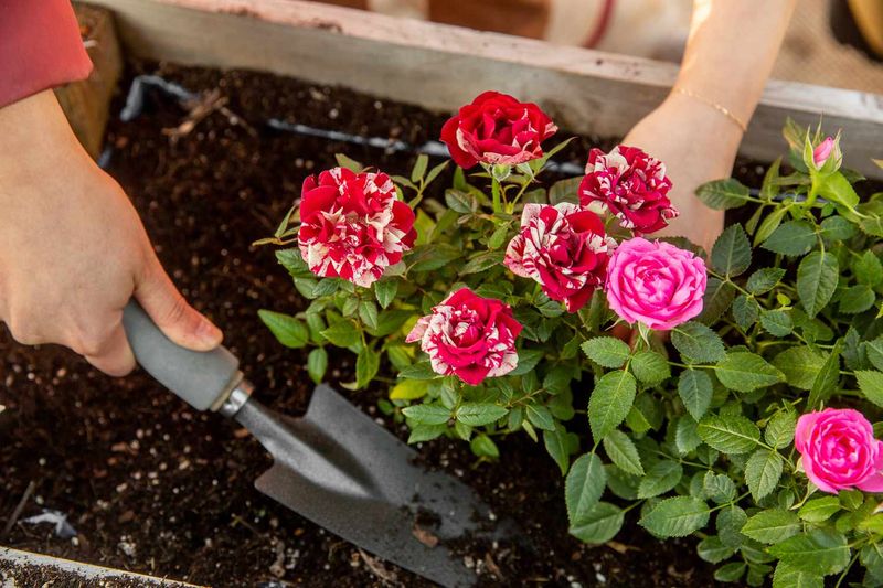 Clay Soil Can Limit Rose Growth And Blooming Clay Soil Can Limit Rose Growth And Blooming