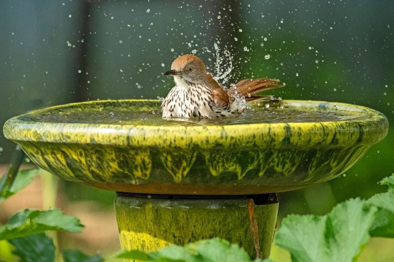 Clean Birdbaths Often