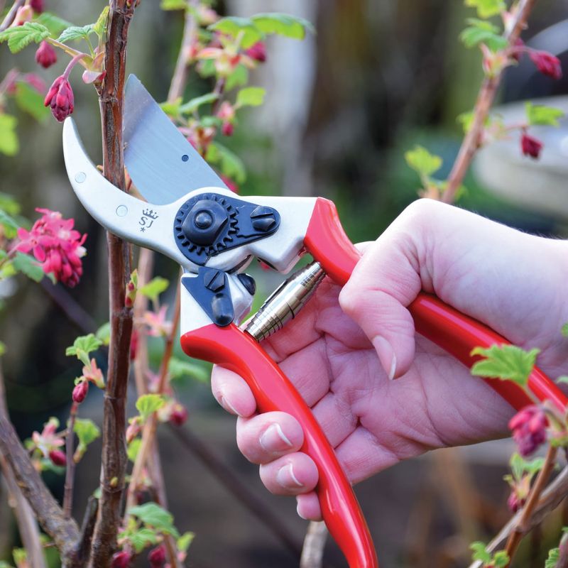 Clean Cuts Help Reduce Stress On Fresh Stems Clean Cuts Help Reduce Stress On Fresh Stems