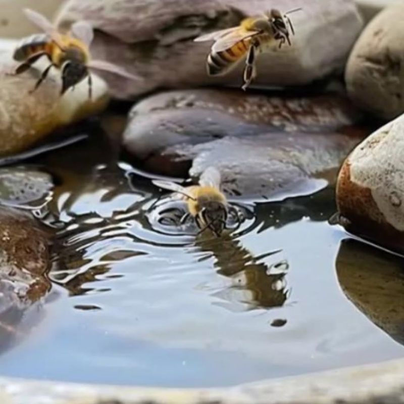 Clean It Before Mosquitoes Move In