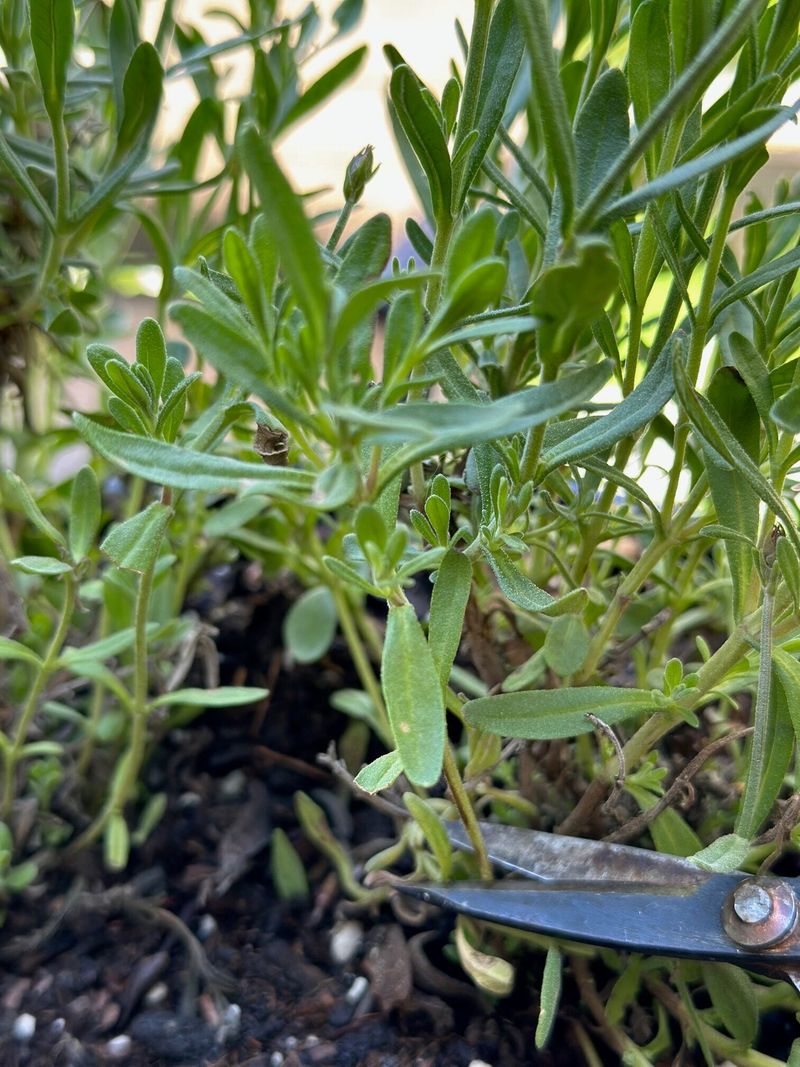 Clean Snips Help Make Better Cuttings