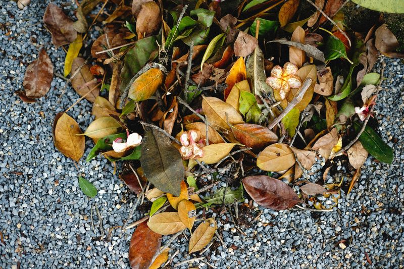 Clean Up Fallen Leaves And Debris