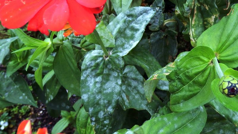 Clean Up Infected Plant Debris After The Season