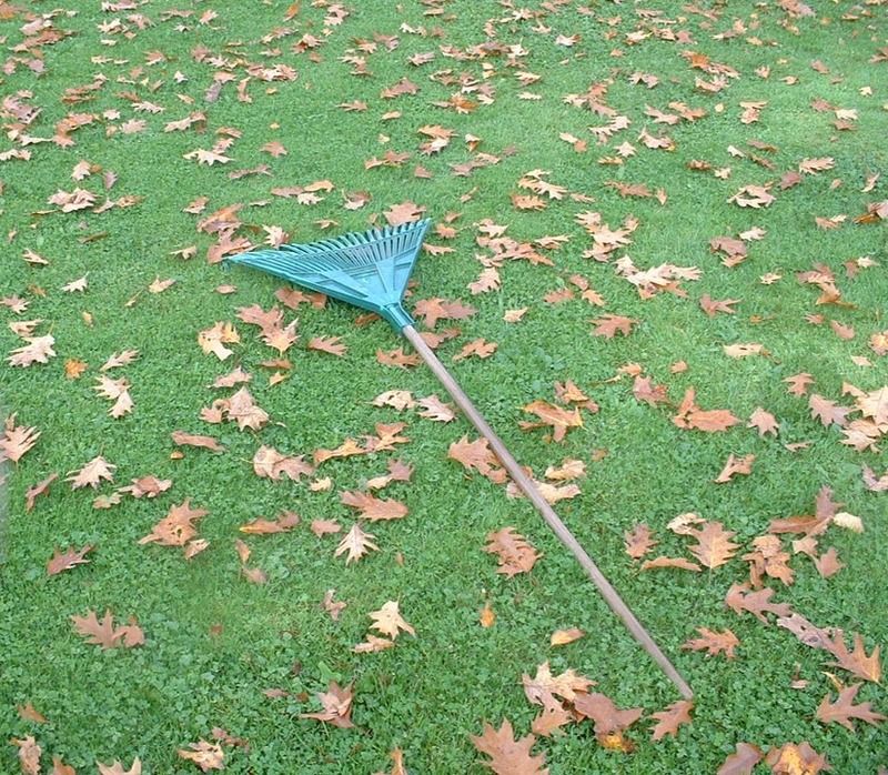 Clean Up Winter Debris Before New Growth Hides It
