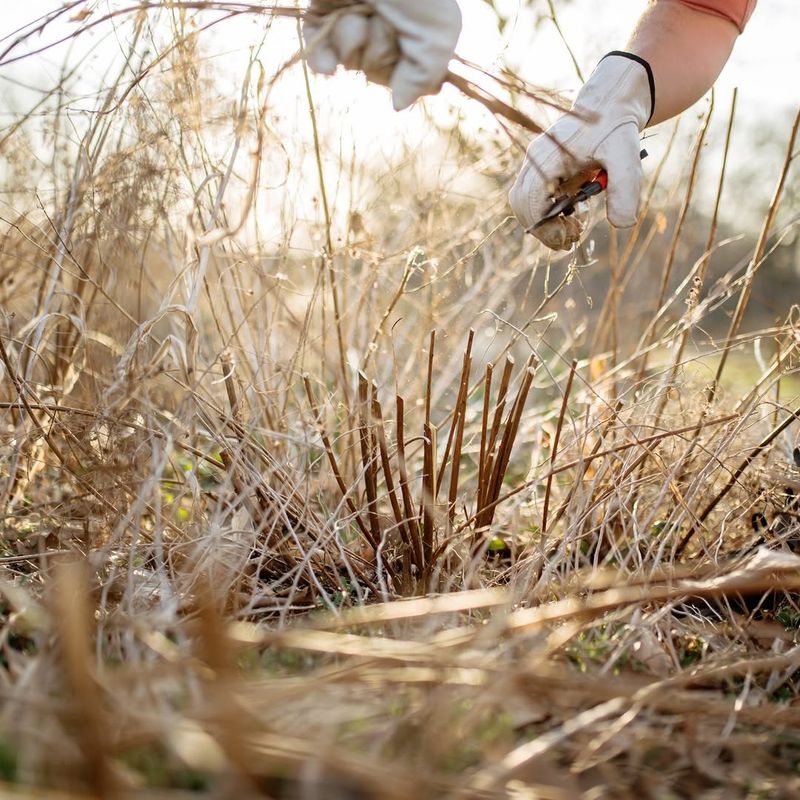 Cleaning Beds Too Soon Takes Away Seed Sources