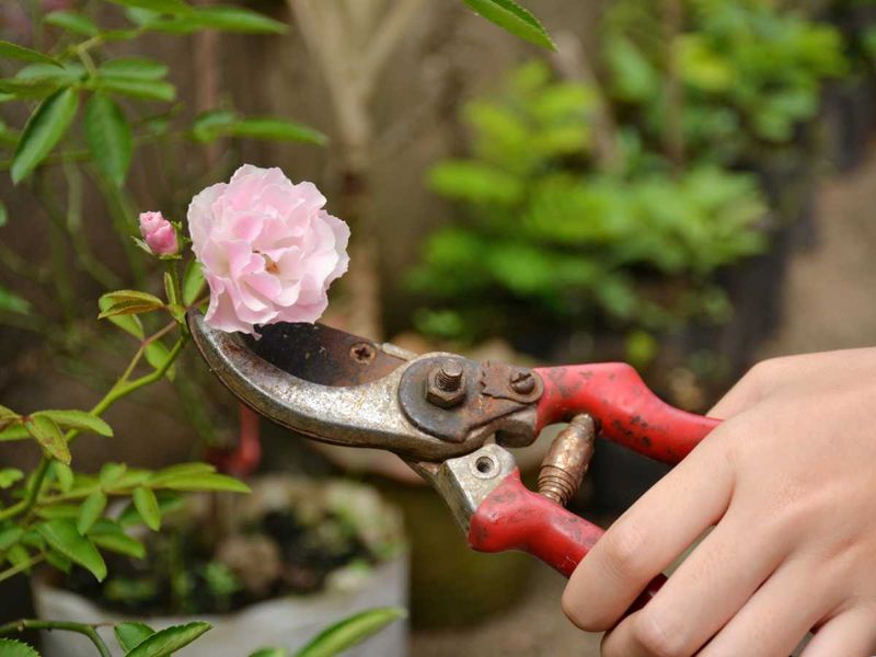 Cleaning Interior Canes Improves Airflow Around Foliage