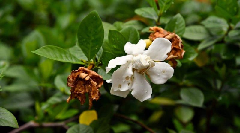 Cleaning Off Old Flowers Helps Gardenias Stay Healthier In Humid Weather