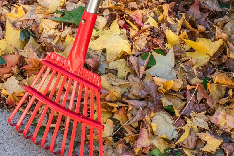 Cleaning Up Too Thoroughly In Fall And Early Spring Cleaning Up Too Thoroughly In Fall And Early Spring