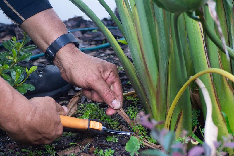 Cleanup Keeps Plants Looking Better