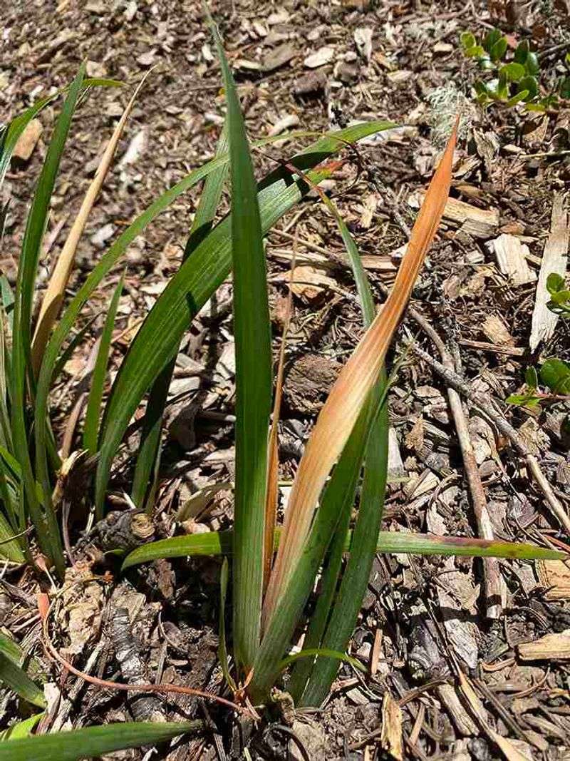 Clear Away Old Foliage