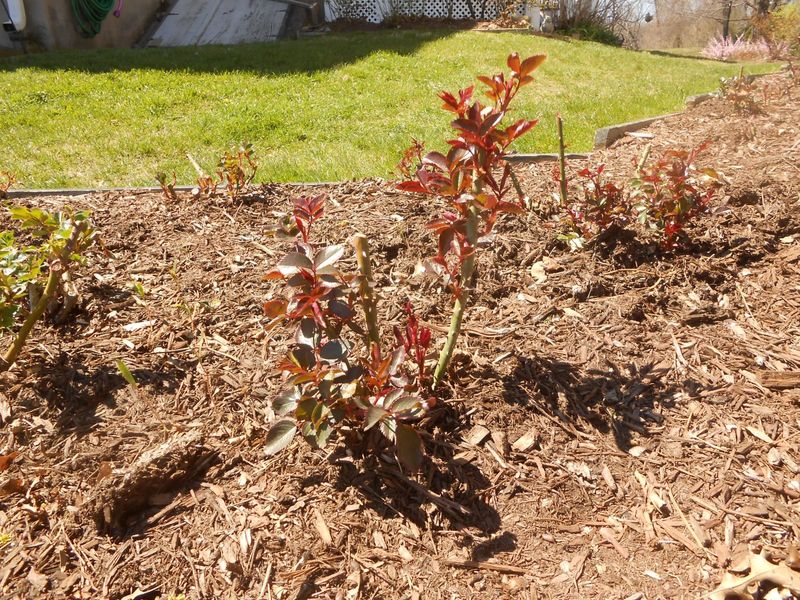 Clear Away Winter-Damaged Canes First Clear Away Winter-Damaged Canes First