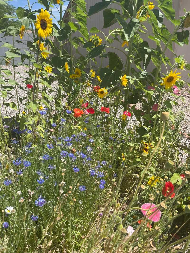 Clear Crowded Areas Before Summer Heat Intensifies