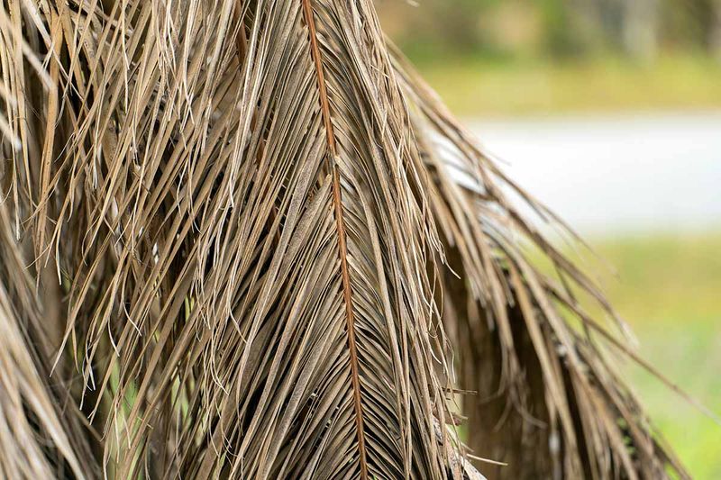 Clear Dry Palm Fronds From The Ground