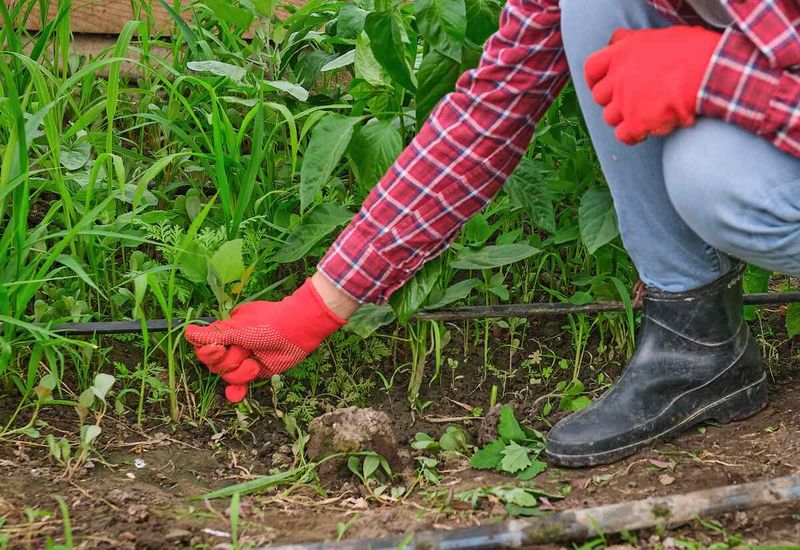 Clear Existing Weeds Before Mulching Clear Existing Weeds Before Mulching
