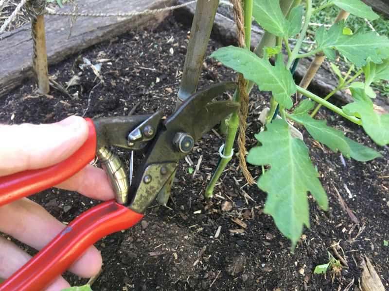 Clear Lower Leaves To Improve Airflow