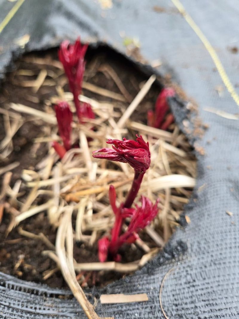 Clear Old Peony Debris Before New Shoots Stretch