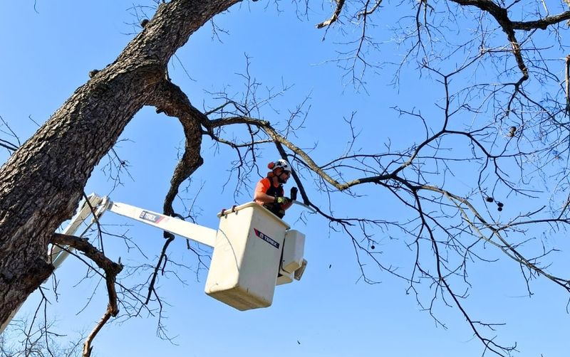 Clear Storm Hazards From Live Oaks Clear Storm Hazards From Live Oaks