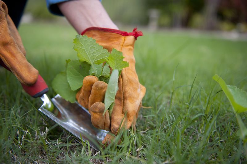 Clear Weeds Before You Scatter Seeds
