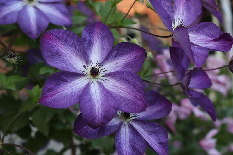 Clematis