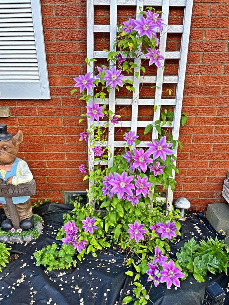 Clematis Adds Color To Fences And Trellises