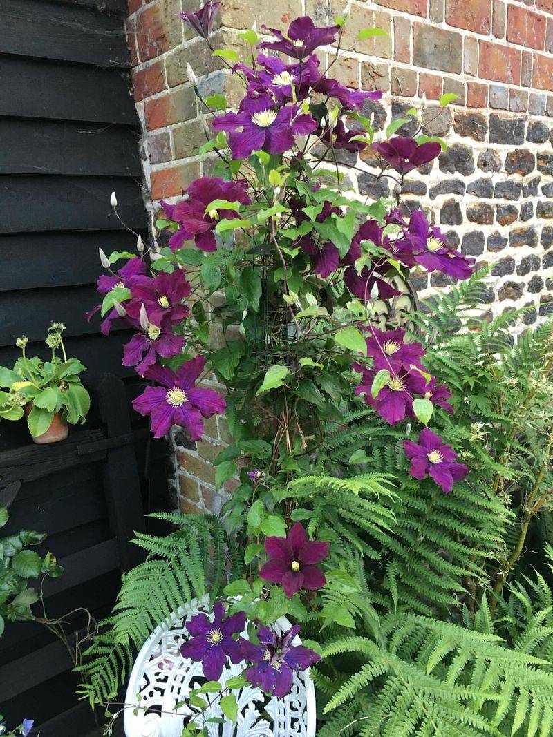 Clematis Brings Big Color To Tight Garden Spaces