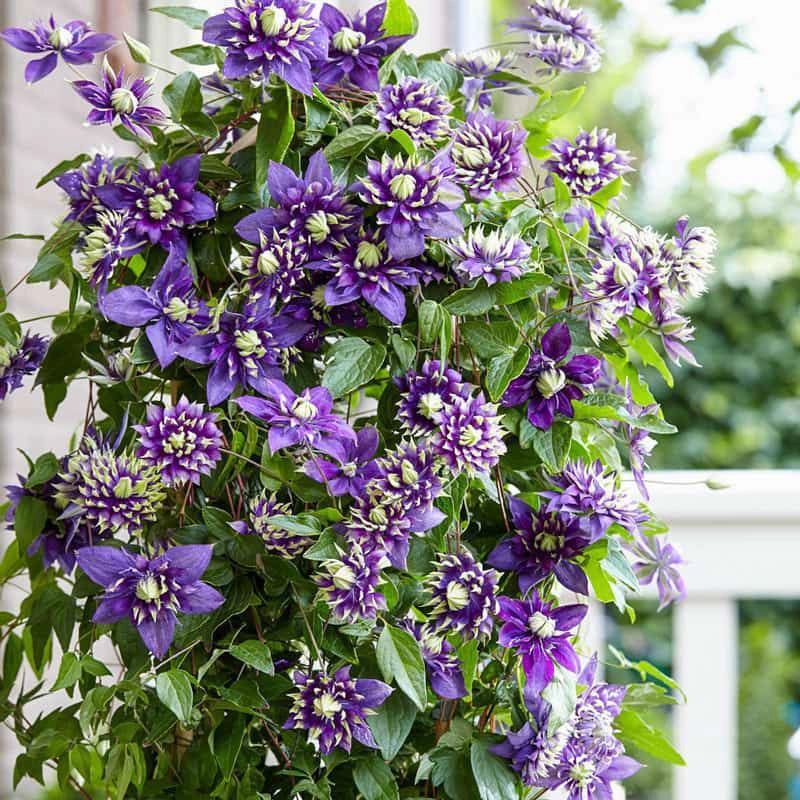Clematis Climbs Without Crowding