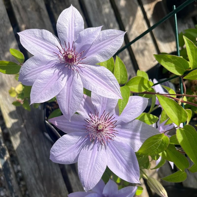 Clematis Fills Vertical Spaces With Dense Foliage