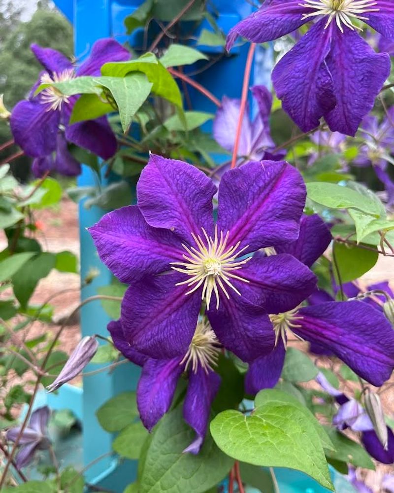Clematis Hybrids Clematis Hybrids