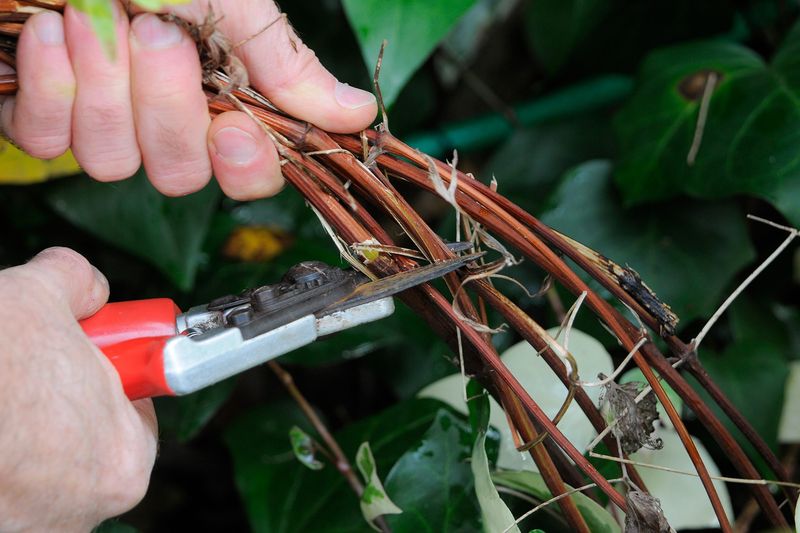 Clematis Pruning Starts With Knowing Your Bloom Group