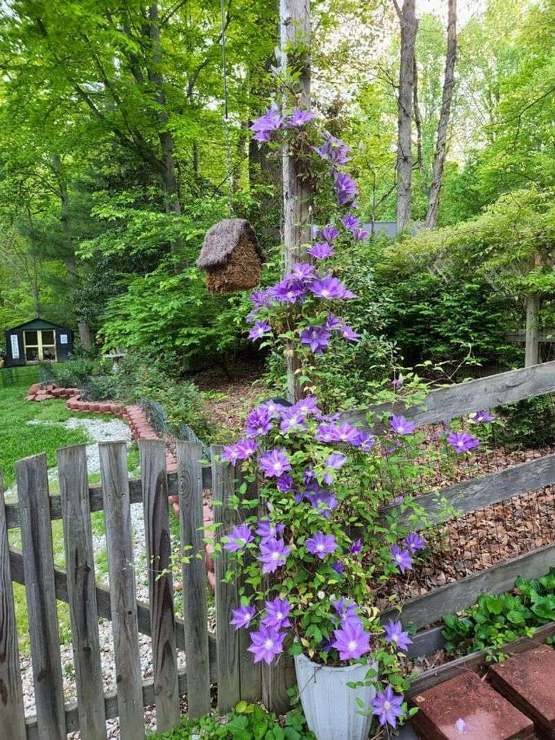 Clematis