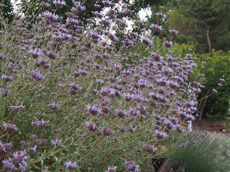 Cleveland Sage Brings The Fragrance