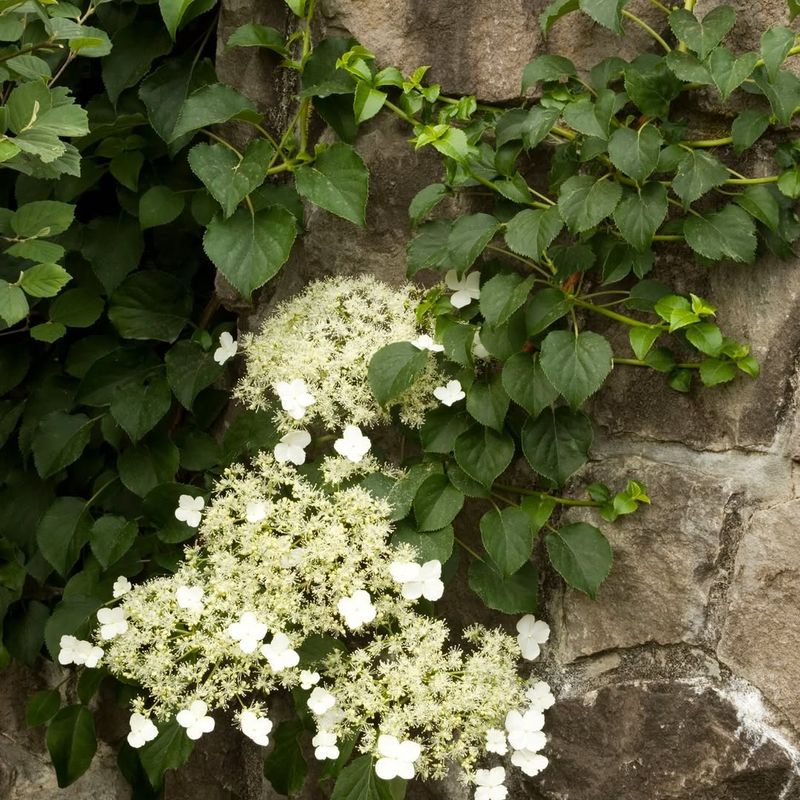 Climbing Hydrangea Attaches Well To Rough Surfaces