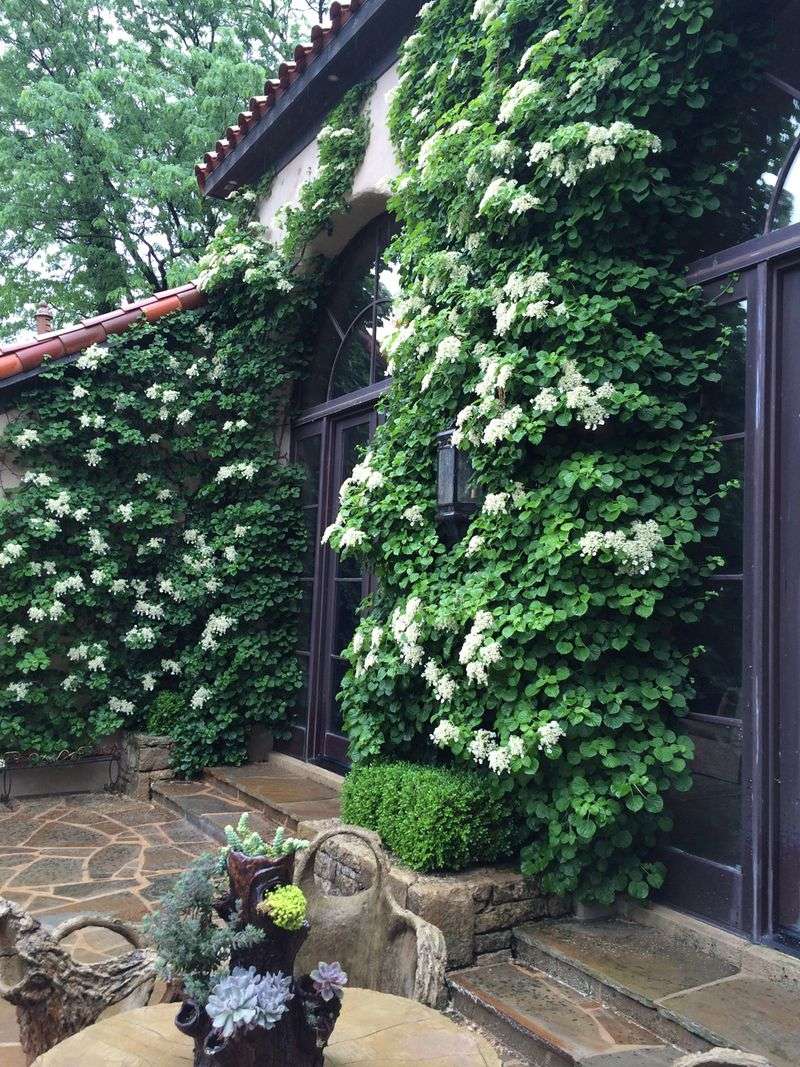 Climbing Hydrangea Covers Cold Walls With Lasting Texture