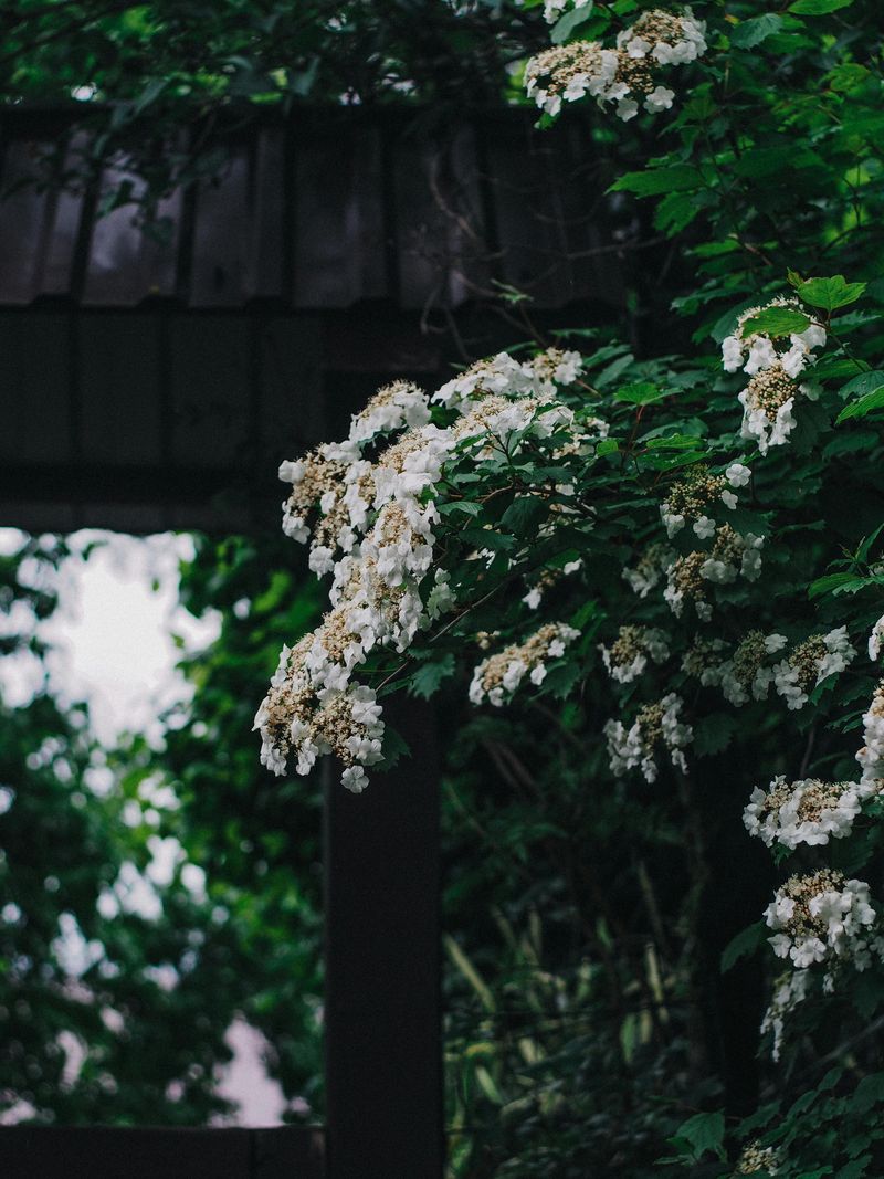 Climbing Hydrangea (Hydrangea Anomala Petiolaris)