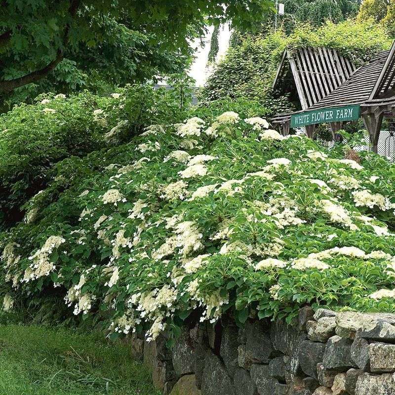 Climbing Hydrangea Is Worth Growing For Patient Gardeners