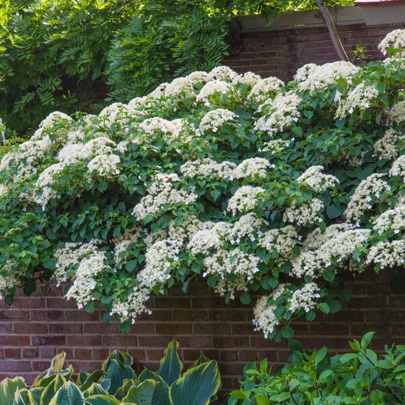 Climbing Hydrangea Softens Walls With Flowers And Foliage