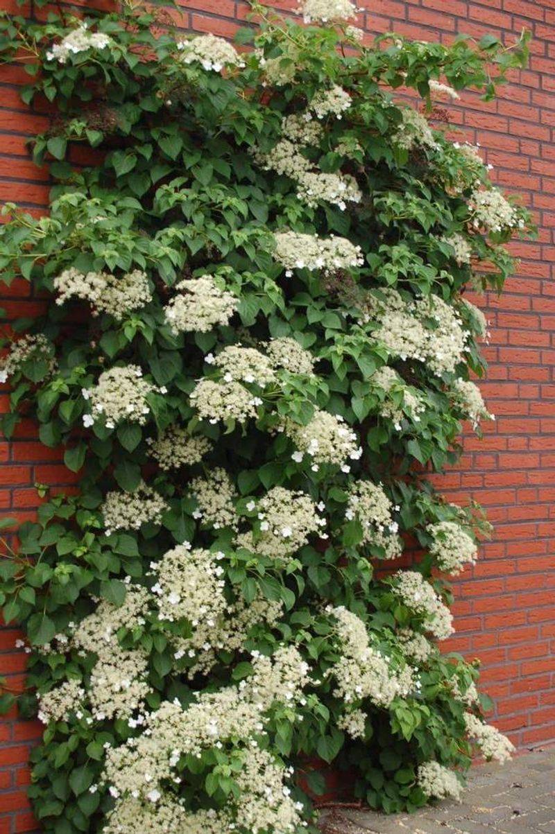 Climbing Hydrangeas Are Usually Better Layered Than Cut