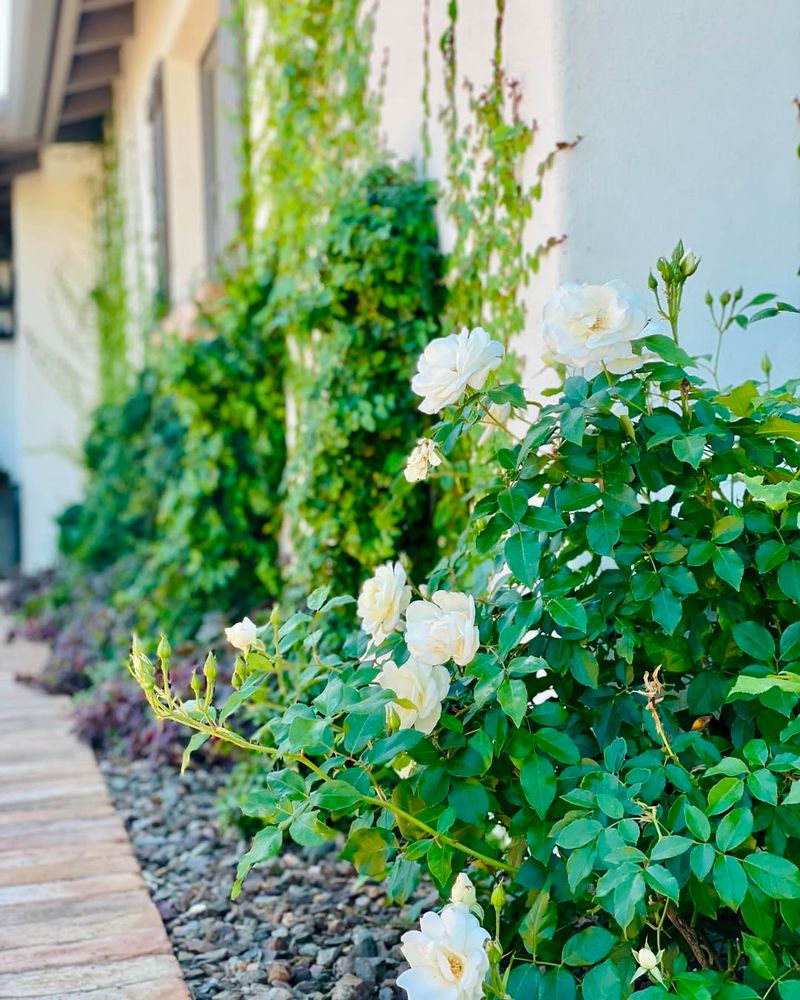 Climbing Roses Bring Reflected Heat Trouble Near Stucco