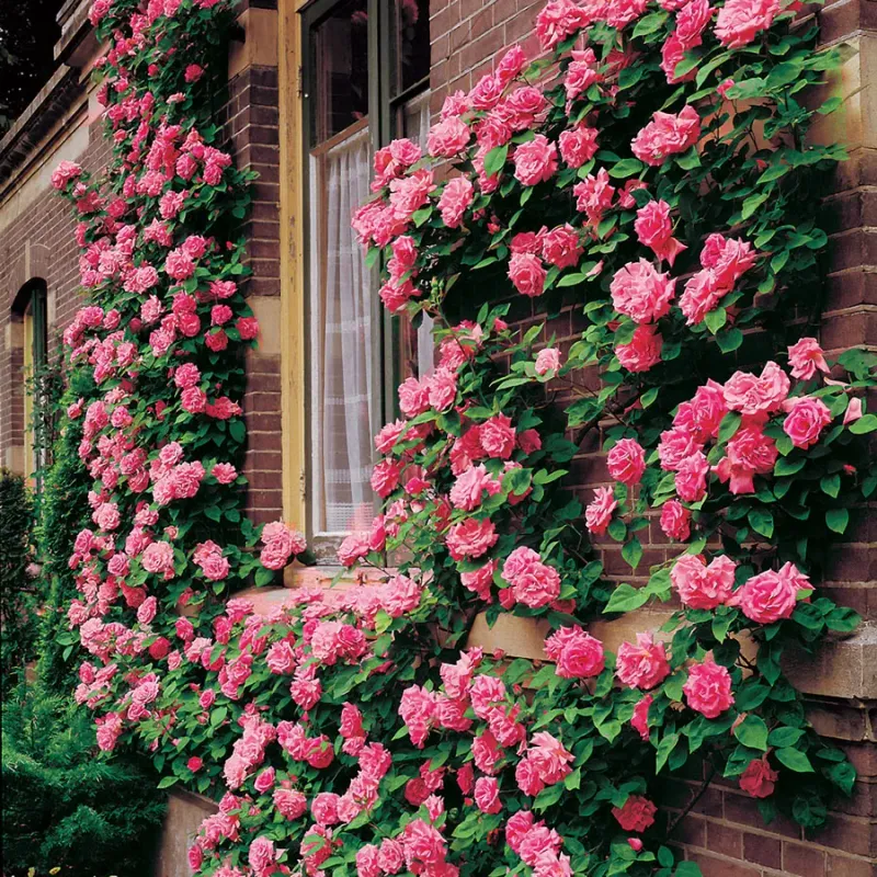 Climbing Roses Soften Sunny Ohio Brickwork