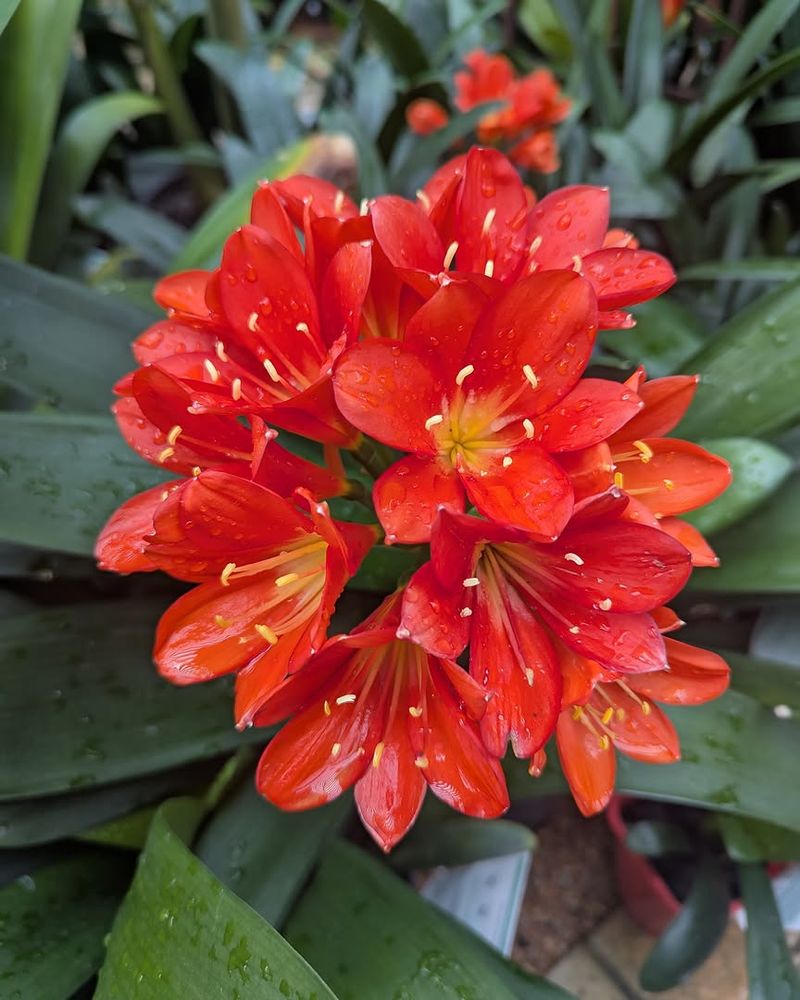 Clivia