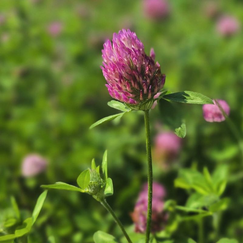 Clover Flowers Feed Pollinators